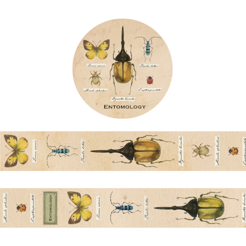 Japanese paper tape (entomology)